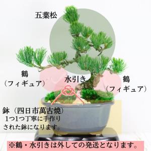 迎春:五葉松盆栽 正月飾り 送料無料 鶴付き ...の詳細画像1