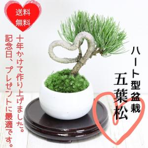 銀性八房 五葉松 ごようまつ bonsai 小品盆栽 : 盆栽ショップ わびさび