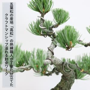 小品盆栽 四国五葉松 祝い ギフト gift ...の詳細画像1