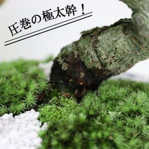 小品盆栽 四国五葉松 祝い ギフト gift ...の詳細画像2
