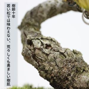 小品盆栽 四国五葉松 祝い ギフト gift ...の詳細画像3