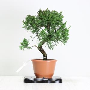 盆栽 紀州真柏盆栽 極太幹 貴風盆栽 小品盆栽...の詳細画像1