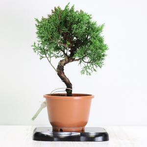盆栽 紀州真柏盆栽 極太幹 貴風盆栽 小品盆栽...の詳細画像2