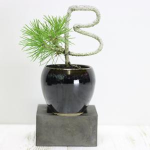 黒松 寄せ植え盆栽 桜島軽石仕立て 石付きの盆栽 ギフト 盆栽 開店