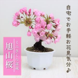 桜盆栽　旭山桜(一才桜)　小品盆栽　ミニ盆栽　bonsai　さくら　桜　盆栽