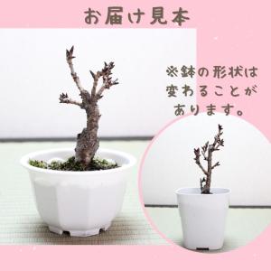 桜盆栽 旭山桜(一才桜) 小品盆栽 ミニ盆栽 ...の詳細画像1