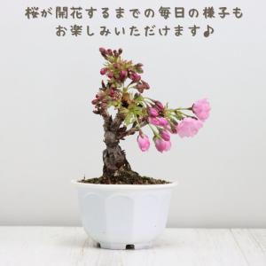 桜盆栽 旭山桜(一才桜) 小品盆栽 ミニ盆栽 ...の詳細画像2