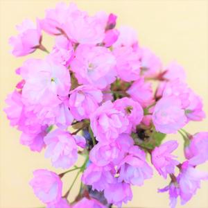 桜盆栽 旭山桜(一才桜) 小品盆栽 ミニ盆栽 ...の詳細画像5