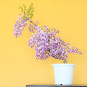 Lisa Larson（リサラーソン） 【並行輸入品】リサラーソン 花瓶 置物