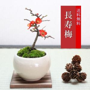 敬老の日 ミニ盆栽:長寿梅*(最高級四日市萬古焼...の商品画像