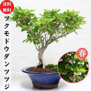 ツクモドウダンツツジ つくもどうだんつつじ 盆栽...の商品画像