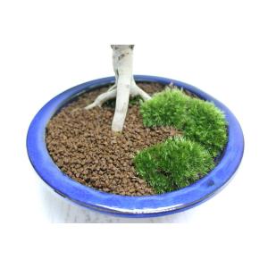 ツクモドウダンツツジ つくもどうだんつつじ 盆...の詳細画像5