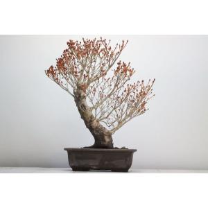 ドウダンツツジ 盆栽 苔玉 の商品一覧 花 ガーデニング 通販 Yahoo ショッピング