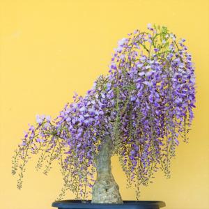 一才藤 いっさいふじ 盆栽 bonsai 送料無料の詳細画像1