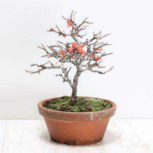 極上 中品 ピラカンサ盆栽 雑木盆栽 現品 : 盆栽ショップ わびさび