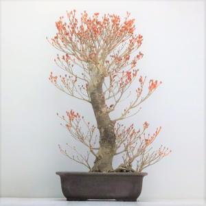 極上 中品 ピラカンサ盆栽 雑木盆栽 現品 : 盆栽ショップ わびさび