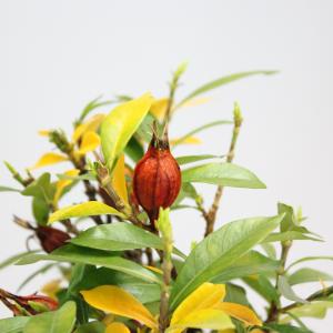クチナシ 一重ミナリクチナシ 斑入花クチナシ ...の詳細画像1