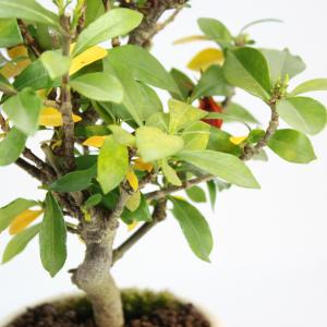 クチナシ 一重ミナリクチナシ 斑入花クチナシ ...の詳細画像2