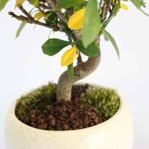 クチナシ 一重ミナリクチナシ 斑入花クチナシ ...の詳細画像3