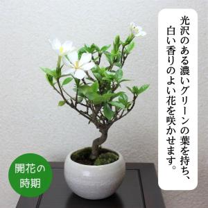 クチナシ 一重ミナリクチナシ 斑入花クチナシ ...の詳細画像4