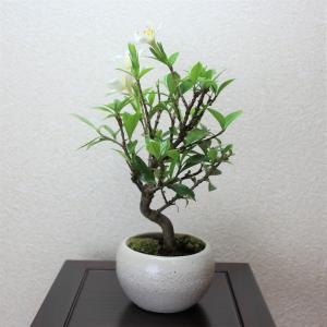 クチナシ 一重ミナリクチナシ 斑入花クチナシ ...の詳細画像5