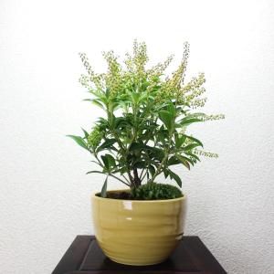アセビ 盆栽 の商品一覧 盆栽 苔玉 花 ガーデニング 通販 Yahoo ショッピング