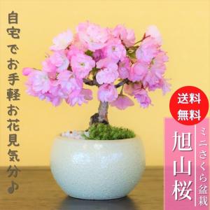旭山桜　さくら　小品盆栽　ミニ盆栽　bonsai　送料無料  鉢(四日市萬古焼)* (2024年開花終了)