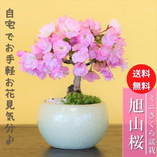 旭山桜　さくら　小品盆栽　ミニ盆栽　bonsai　送料無料 鉢(四日市萬古焼)* (2024年開花終...