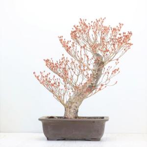 小品盆栽 極太幹ルビーさんざし(山査子) 現品*ルビーサンザシ