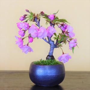 旭山桜 さくら 小品盆栽 ミニ盆栽 bonsa...の詳細画像1
