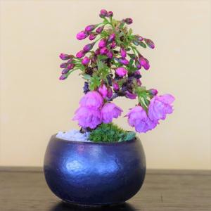 旭山桜 さくら 小品盆栽 ミニ盆栽 bonsa...の詳細画像2