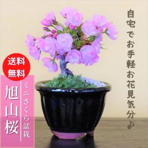 旭山桜　さくら　小品盆栽　ミニ盆栽　bonsai　  鉢(四日市萬古焼)*(2023年春開花予定)