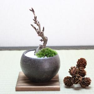 旭山桜(一才桜) 盆栽 bonsai 送料無料...の詳細画像1