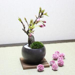 旭山桜(一才桜) 盆栽 bonsai 送料無料...の詳細画像2