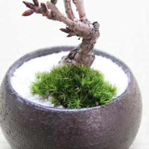 旭山桜(一才桜) 盆栽 bonsai 送料無料...の詳細画像3