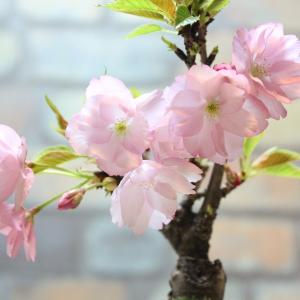 旭山桜(一才桜) 盆栽 bonsai 送料無料...の詳細画像4