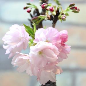 旭山桜(一才桜) 盆栽 bonsai 送料無料...の詳細画像5