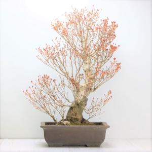 小品盆栽 極太幹ルビーさんざし(山査子) 現品*ルビーサンザシ