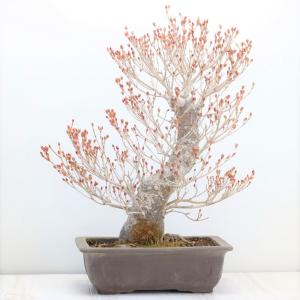 盆栽　ツクモドウダンツツジ　圧巻の極太幹　現品　送料無料