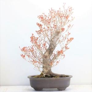 小品盆栽 極太幹ルビーさんざし(山査子) 現品*ルビーサンザシ