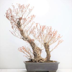 小品盆栽 極太幹ルビーさんざし(山査子) 現品*ルビーサンザシ