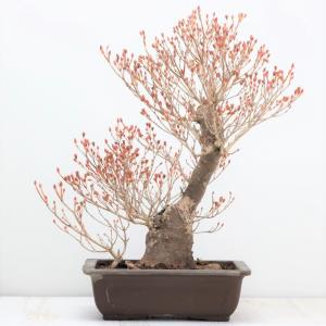 極上 中品 ピラカンサ盆栽 雑木盆栽 現品 : 盆栽ショップ わびさび