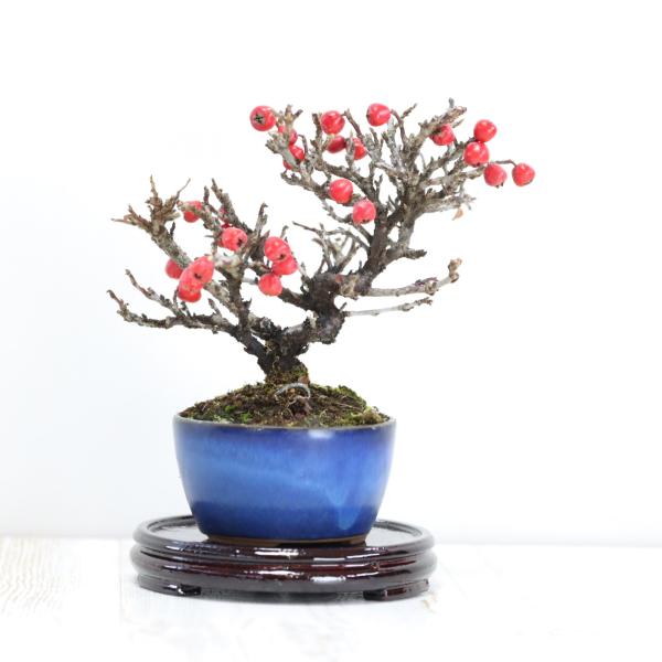 大実紅紫檀（ベニシタン、べにしたん）盆栽　bonsai　送料無料