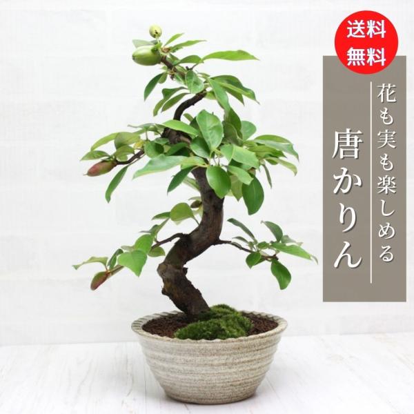 唐カリン　かりん　花梨　盆栽　bonsai　送料無料
