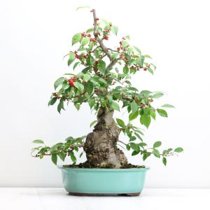 極上長寿梅盆栽 赤花 貴風盆栽 小品盆栽 中品盆栽 送料無料 : 盆栽