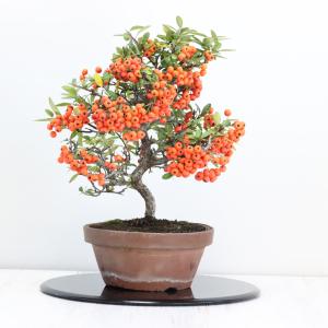 盆栽 紀州真柏盆栽 極太幹 貴風盆栽 小品盆栽 中品盆栽 素材ミニ盆栽