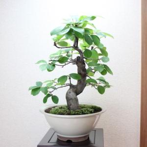 ブナ ぶな 盆栽 中品 貴風盆栽 bonsai 送料無料 : 盆栽ショップ