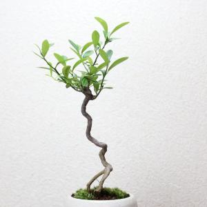 キンズ かわいい実のなる盆栽 キンズ盆栽 人気...の詳細画像1