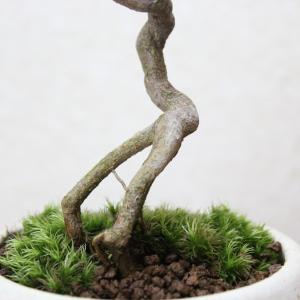キンズ かわいい実のなる盆栽 キンズ盆栽 人気...の詳細画像2