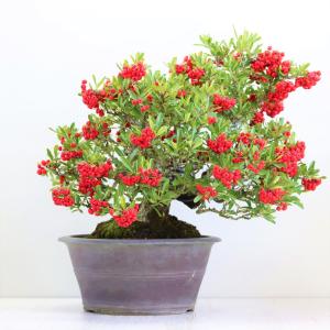 盆栽 特選：三河黒松*現品 くろまつ クロマツ kuromatsu 大品盆栽 大型